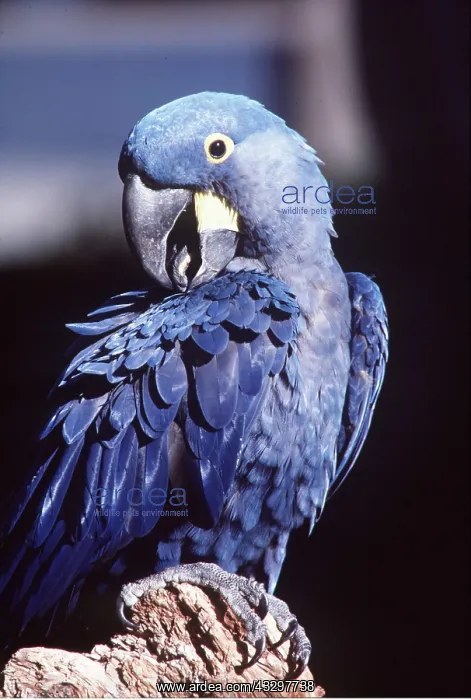 : HYACINTH MACAW - PREENING : HYACINTH MACAW - PREENING