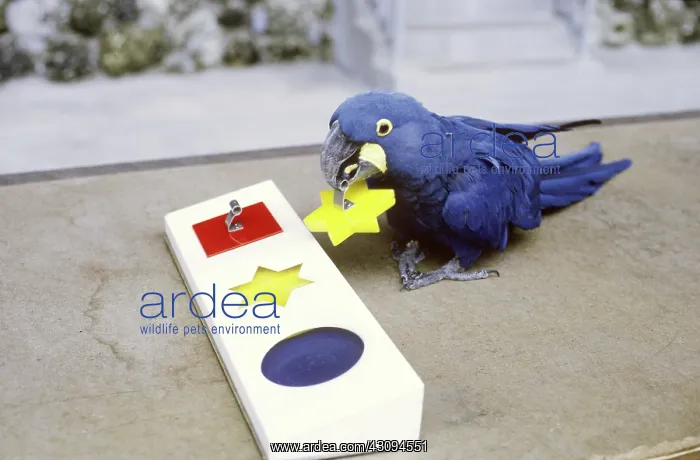 : Hyacinth Macaw working a puzzle : Hyacinth Macaw working a puzzle