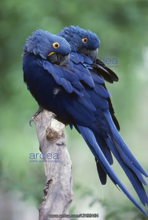 : Hyacinth Macaws : Hyacinth Macaws