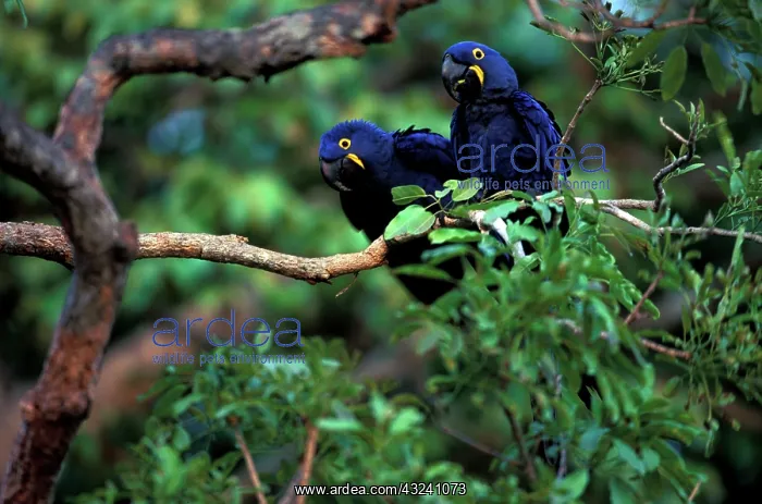 : Hyacinth Macaws (Anodorhynchus hyacinthinus) : Hyacinth Macaws (Anodorhynchus hyacinthinus)