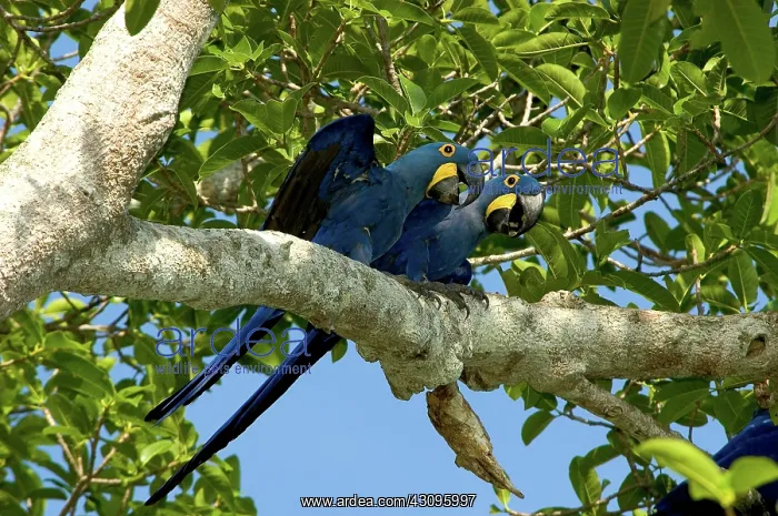 : Hyacinth Macaws, Brazil : Hyacinth Macaws, Brazil