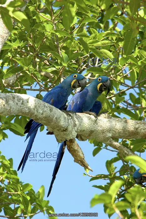 : Hyacinth Macaws, Brazil : Hyacinth Macaws, Brazil