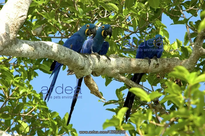 : Hyacinth Macaws, Brazil : Hyacinth Macaws, Brazil