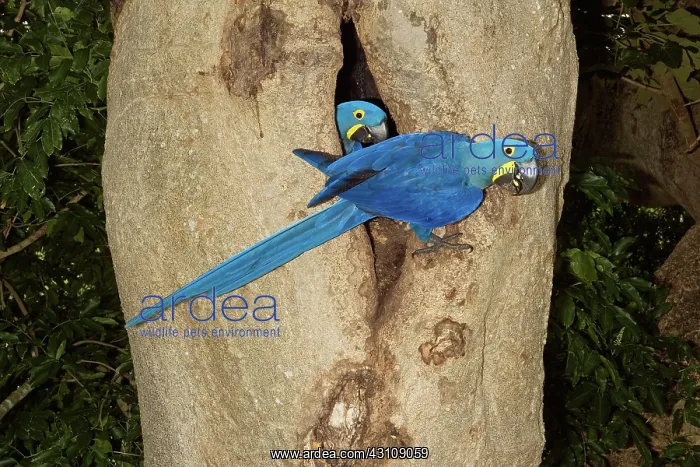: Hyacinth Macaws at nest cavity : Hyacinth Macaws at nest cavity