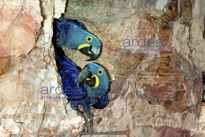 : Hyacinth Macaws at rock nest : Hyacinth Macaws at rock nest