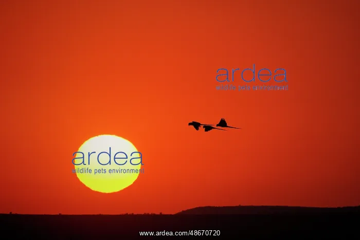 : Hyacinth macaws silhouetted at sunset, Pantanal, Brazil : Hyacinth macaws silhouetted at sunset, Pantanal, Brazil