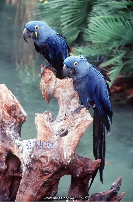 : HYACINTH MACAWS - x two : HYACINTH MACAWS - x two