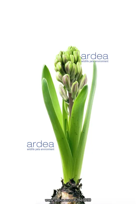 : Hyacinth - Sequence 2 of 3
