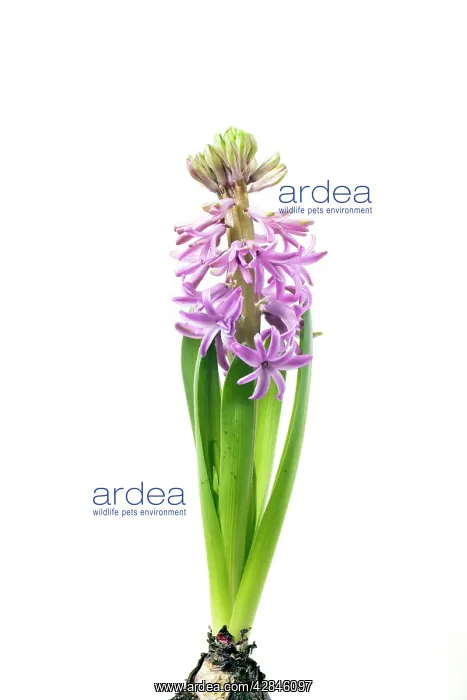  : Hyacinth - Sequence 3 of 3