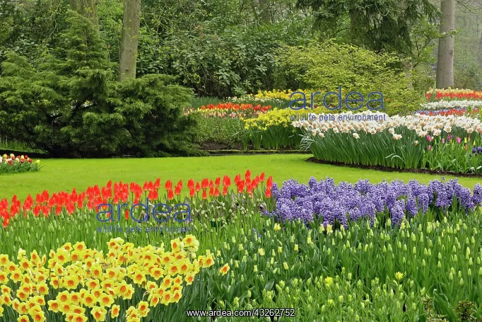 : Hyacinth spp. tulips, and daffodils, Keukenhof : Hyacinth spp. tulips, and daffodils, Keukenhof