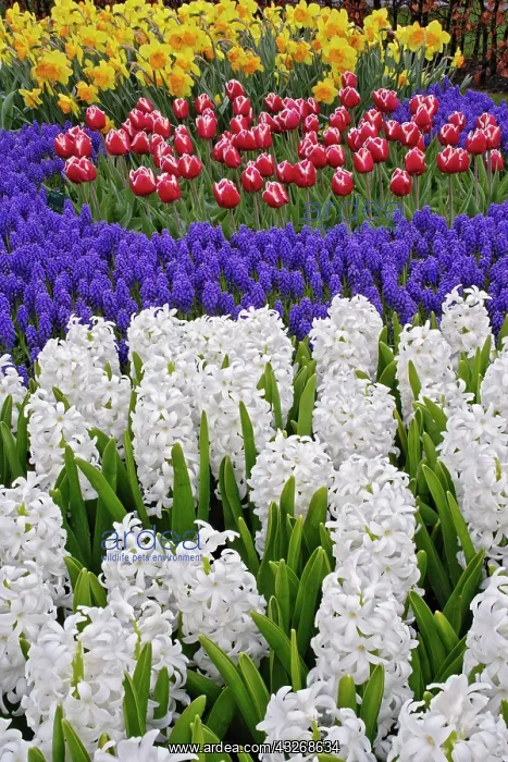 : Hyacinth spp. tulips, and daffodils, Keukenhof : Hyacinth spp. tulips, and daffodils, Keukenhof