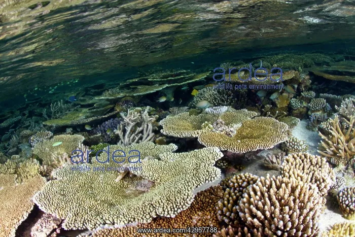 : Hyacinth Table Corals : Hyacinth Table Corals
