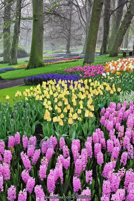 : Hyacinth and tulip flowers, Keukenhof Gardens : Hyacinth and tulip flowers, Keukenhof Gardens
