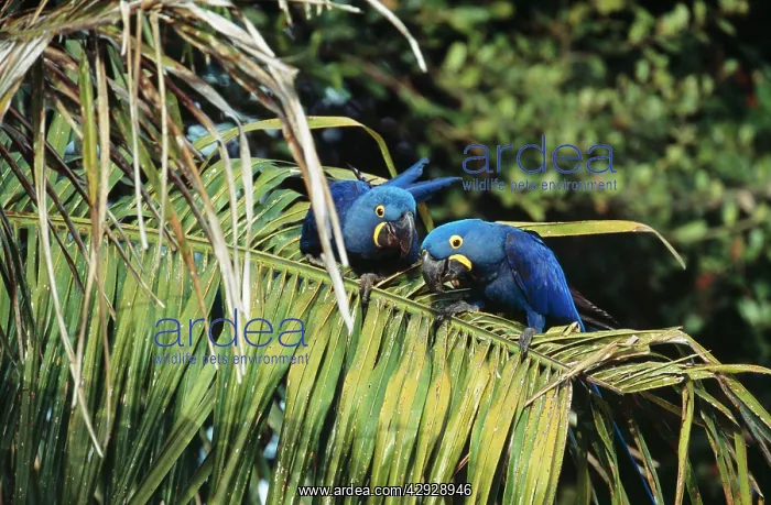 : Hyacinthine MACAW : Hyacinthine MACAW