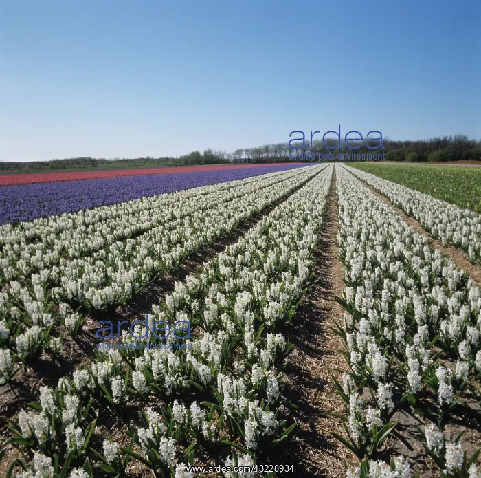 : Hyacinths (Hyacinthus orientalis) : Hyacinths (Hyacinthus orientalis)