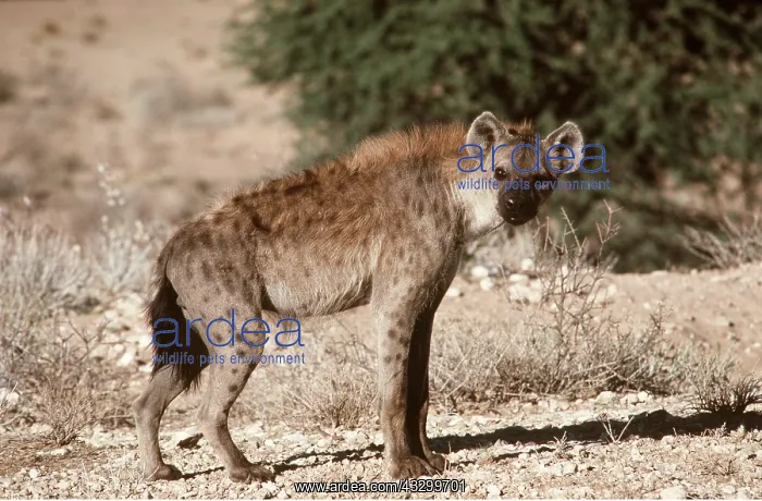 : HYAENA : HYAENA