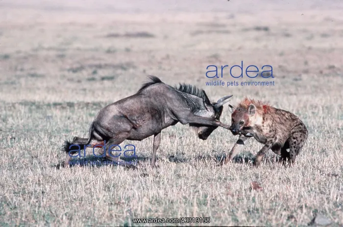 : HYAENA - attacking a Wildebeest / Gnu : HYAENA - attacking a Wildebeest / Gnu