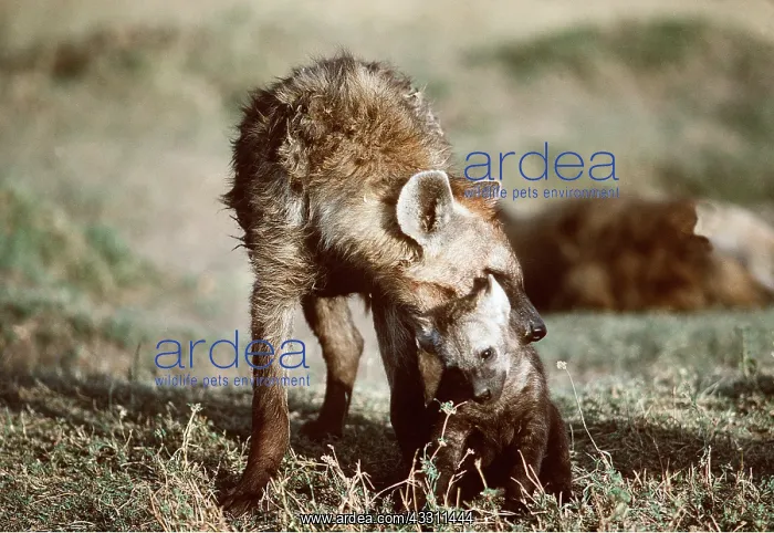 : HYAENA - female carrying young in mouth : HYAENA - female carrying young in mouth