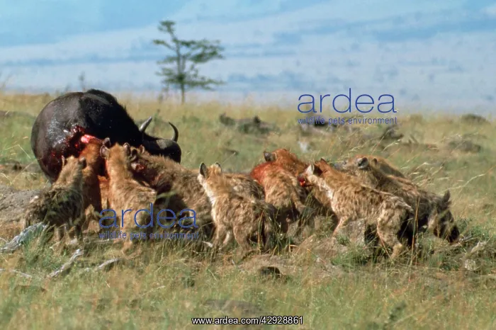 : Hyaena - pack behaviour, co-operative feeding / hunting : Hyaena - pack behaviour, co-operative feeding / hunting