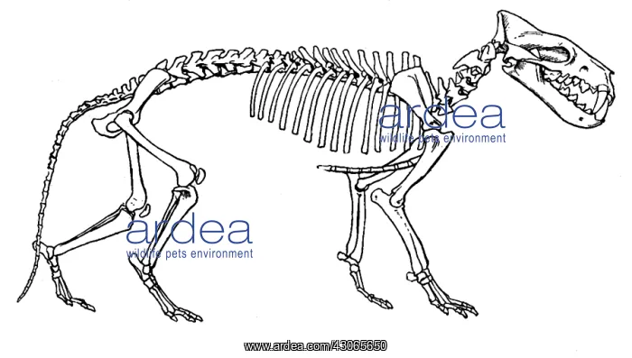: Hyaenodon, Cenozic Mammal : Hyaenodon, Cenozic Mammal