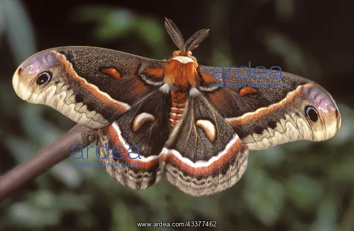 : Hyalophora (cecropia), moth : Hyalophora (cecropia), moth