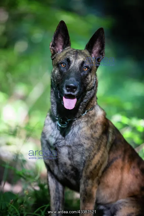 : a hybrid on a belgianand a dutch shepherd : a hybrid on a belgianand a dutch shepherd