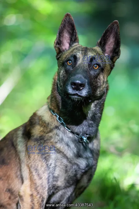 : a hybrid on a belgianand a dutch shepherd : a hybrid on a belgianand a dutch shepherd