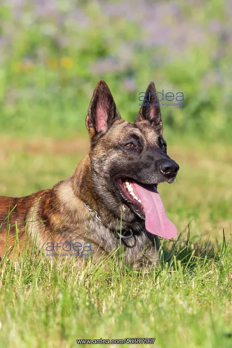 : a hybrid on a belgianand a dutch shepherd : a hybrid on a belgianand a dutch shepherd