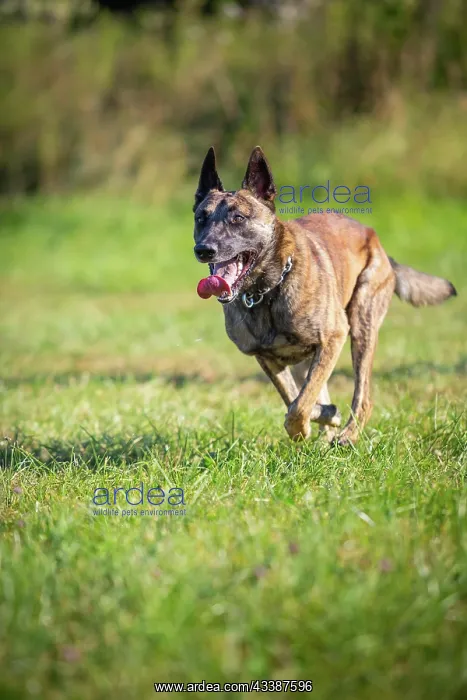 : a hybrid on a belgianand a dutch shepherd : a hybrid on a belgianand a dutch shepherd