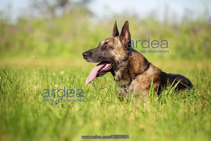 : a hybrid on a belgianand a dutch shepherd : a hybrid on a belgianand a dutch shepherd