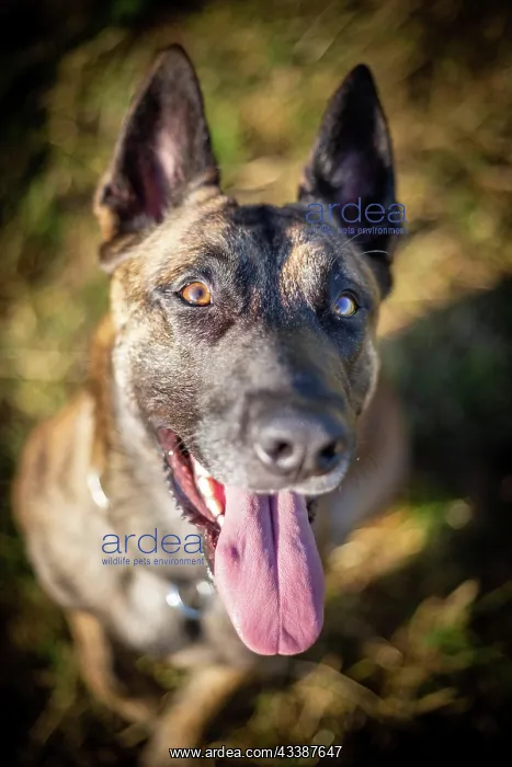 : a hybrid on a belgianand a dutch shepherd : a hybrid on a belgianand a dutch shepherd