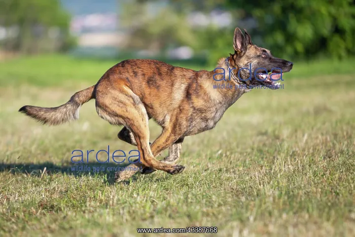 : a hybrid on a belgianand a dutch shepherd : a hybrid on a belgianand a dutch shepherd