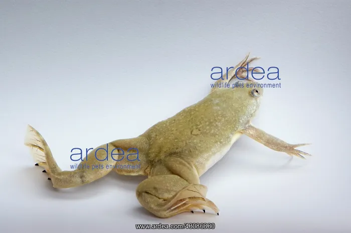 : Hybrid Clawed Frog : Hybrid Clawed Frog