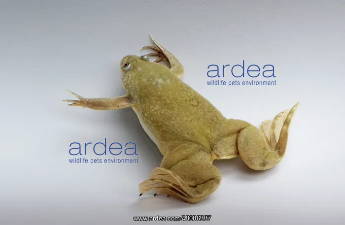 : Hybrid Clawed Frog : Hybrid Clawed Frog