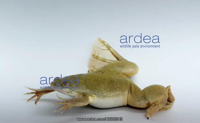 : Hybrid Clawed Frog : Hybrid Clawed Frog
