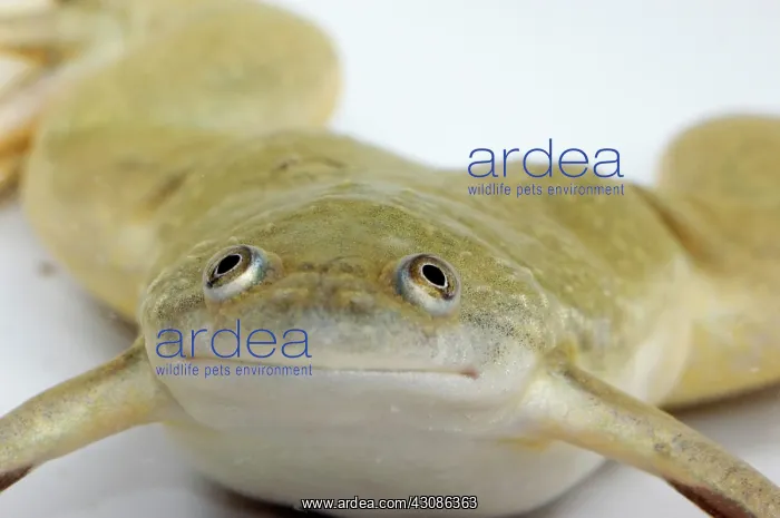 : Hybrid Clawed Frog : Hybrid Clawed Frog