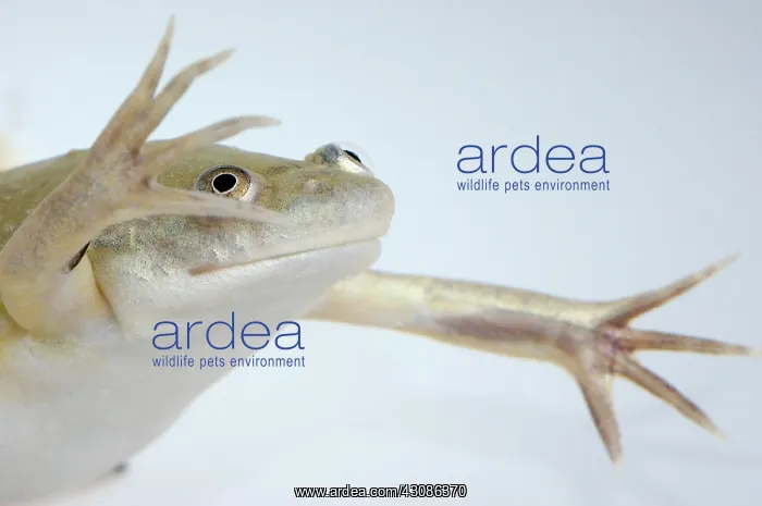 : Hybrid Clawed Frog : Hybrid Clawed Frog