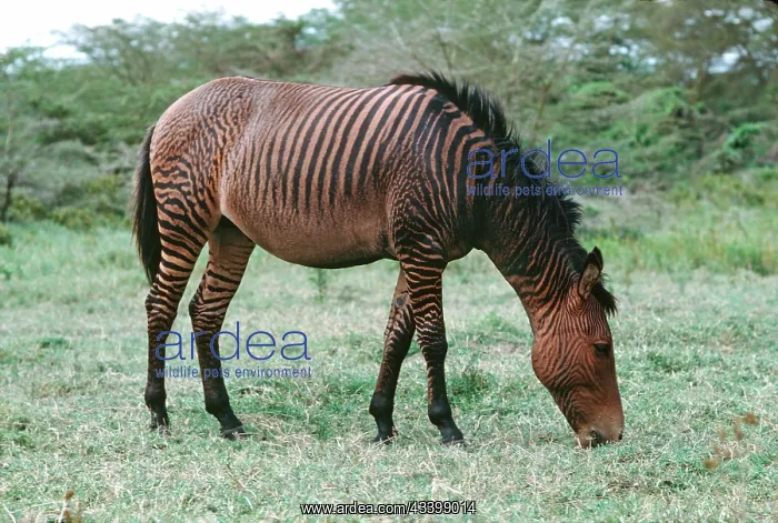 : Hybrid cross zebra & horse - Zorse or Zebrula : Hybrid cross zebra & horse - Zorse or Zebrula
