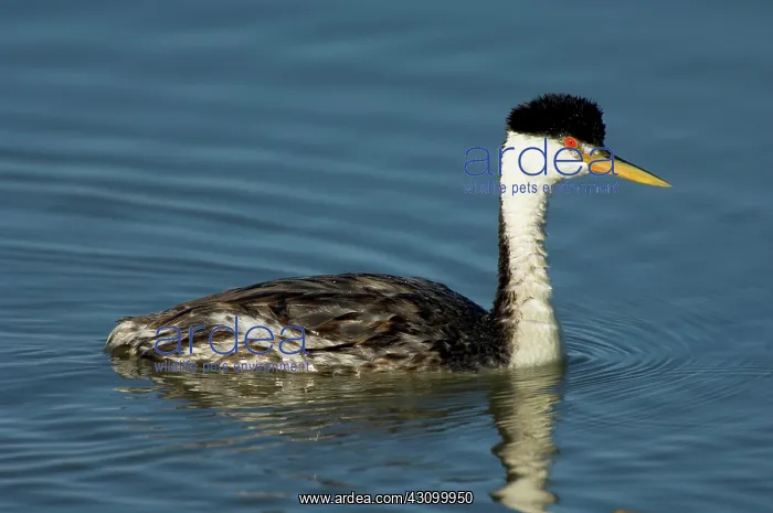 : Hybrid Grebe (Western x Clark's) : Hybrid Grebe (Western x Clark's)