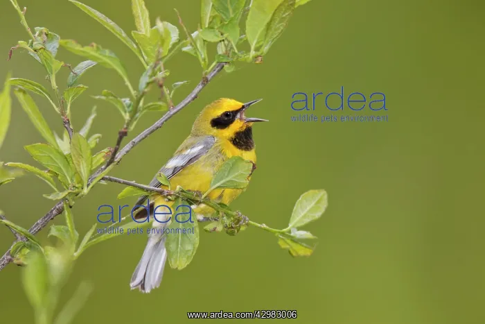 : Hybrid Lawrence's Warbler - Hybrid between Blue-winged : Hybrid Lawrence's Warbler - Hybrid between Blue-winged