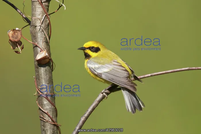 : Hybrid Lawrence's Warbler - Hybrid between Blue-winged : Hybrid Lawrence's Warbler - Hybrid between Blue-winged