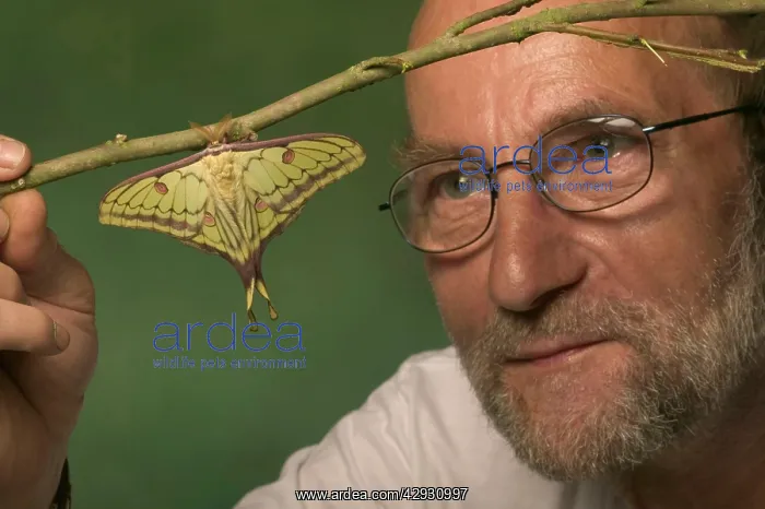 : Hybrid of the moths Spanish Moon Moth, Graellsia : Hybrid of the moths Spanish Moon Moth, Graellsia
