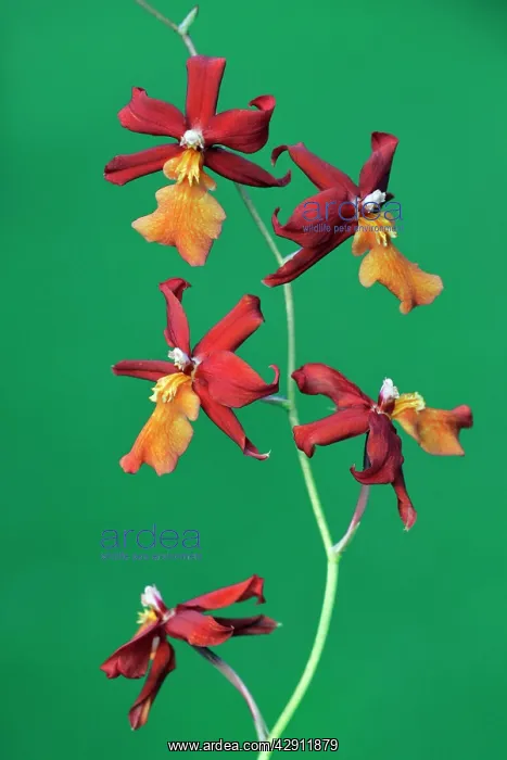 : Hybrid Orchid - blossom, arboreal type : Hybrid Orchid - blossom, arboreal type