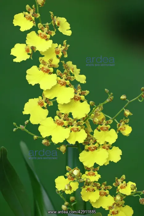 : Hybrid Orchid - blossom, arboreal type : Hybrid Orchid - blossom, arboreal type