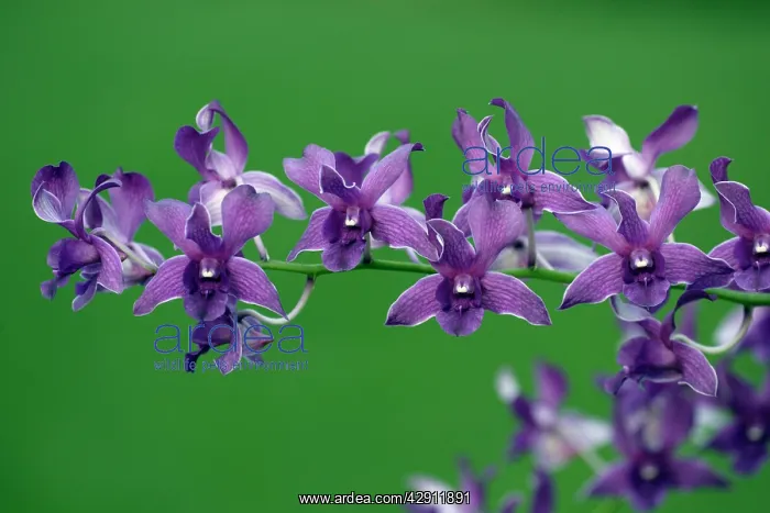 : Hybrid Orchid - blossom, arboreal type : Hybrid Orchid - blossom, arboreal type