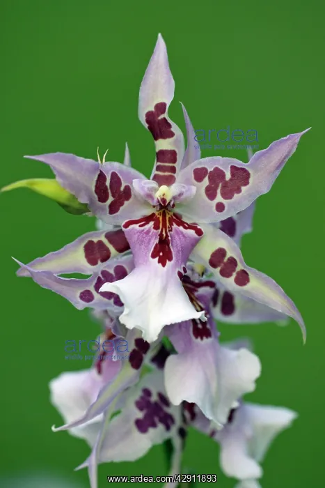 : Hybrid Orchid - blossom, arboreal type : Hybrid Orchid - blossom, arboreal type