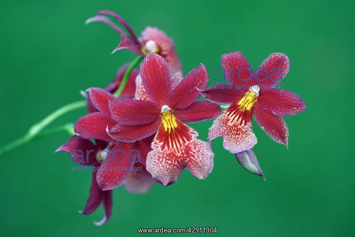 : Hybrid Orchid - blossom, arboreal type : Hybrid Orchid - blossom, arboreal type