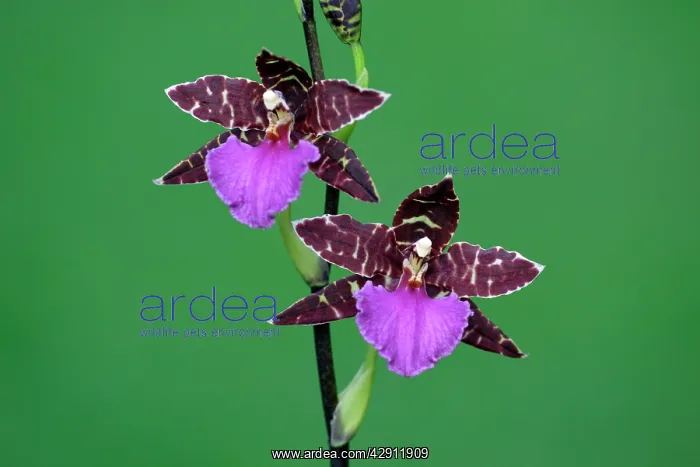 : Hybrid Orchid - blossom, arboreal type : Hybrid Orchid - blossom, arboreal type