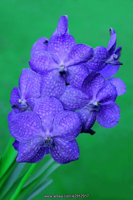 : Hybrid Orchid - blossom, arboreal type : Hybrid Orchid - blossom, arboreal type