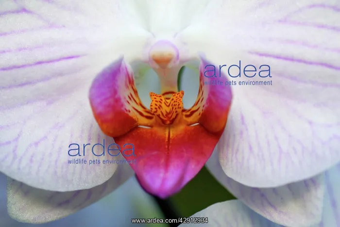 : Hybrid Orchid - detailed study of blossom, arboreal type : Hybrid Orchid - detailed study of blossom, arboreal type